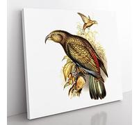 Kea Parrot by Elizabeth Gould Vintage Canvas Wall Art Print Ready to Hang, Framed Picture for Living Room Bedroom Home Office Décor, 50x50 cm (20x20 Inch)
