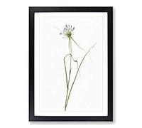 Keeled Garlic Flowers by Pierre-Joseph Redoute Framed Print | A2 Black Framed Wall Art | Ready to Hang | Modern Floral Picture | Living Room Bedroom Lounge Office