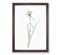 Keeled Garlic Flowers by Pierre-Joseph Redoute Framed Print | A2 Walnut Framed Wall Art | Ready to Hang | Modern Floral Picture | Living Room Bedroom Lounge Office