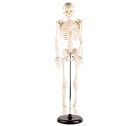 Keenso Biological Experiment Tool - 85 Cm Human Skeletal Model with Stand, Visual Teaching Aids for Understanding the Human Skeletal Structure and Physiology