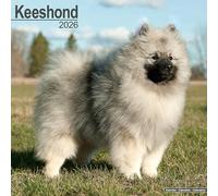 Keeshond 2026 Calendar | Square Wall Calendar | Dog Breed Gift | Plastic Free Packaging | by Avonside Publishing
