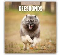 Keeshonds 2025 Square Wall Calendar