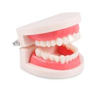 Keilend Standard Dental Demonstration Teeth Model, Tooth Model for Dental Students with Adjustable Angle 180°, Resin Teeth Teaching Models for Study and Displaying
