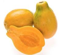 Kejora Fresh Tropical Hawaiian Papaya 3 pcs - Exotic Fruits