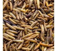 Kennedy Wild Dried Calci Worms for Birds (1kg) Wild Bird Food Rich in Protein, Calcium & Healthy Fats. Suitable as Blackbird, Robin Food & More. A Protein-Rich Mealworm Alternative.