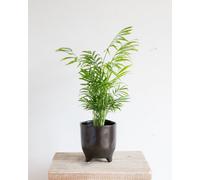 Kentia Palm Indoor Houseplant - Hello Houseplants