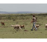 Kenya The Great Migration