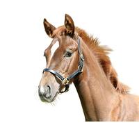 Kerbl Eco Leather Foal Halter - Black