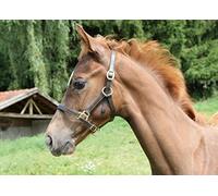 Kerbl Eco Leather Foal Halter - Brown