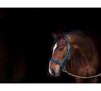 Kerbl Exclusive Head Collar - Blue, Size 3