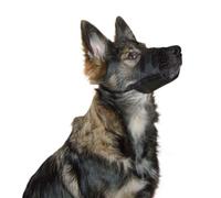 Kerbl Muzzle Nylon, 22-30 x 11.0 cm/ 23-44 cm