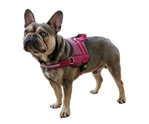 Kerbl Pet Maestro 2.0 Harness Burgundy 20 mm x 57-77 cm with Address Bar