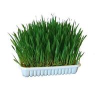 Kerbl Rodent's Grass - Seed For Diy Growing 100 G