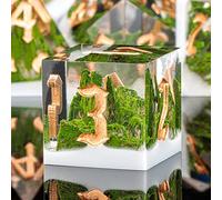 KERWELLSI DND Dice Set D&D, 7pcs Sharp Edge Resin D and D Dice with Gift Box, Nature Forest Mountain Dungeon Dragon Role Playing Dice D20 D12 D10 D8 D6 D4