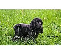 KESIMO Diamond Painting Kits, DIY 5D Diamond Painting Set, Black Cocker Spaniel Dog Painting by Numbers Diamond Painting Arts Craft for Home Wall Decor 40x40CM