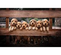 KESIMO Puzzle 1000 Pieces Adults/Cocker Spaniel/Decompression Puzzle For Adults And Children From 3 Years Classic Puzzles Size: 50x70CM