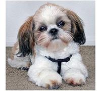 KESIMO Puzzle 1000 Pieces For Adults Shih Tzu Dog Leisure Children's Toys Home Decoration Art Gifts 70x50cm