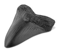 kesurpae for Shark Tooth Resin Easy Clean Realistic in Shape Teaching Props Universal Specialties Thermostability Megalodon Tooth Black