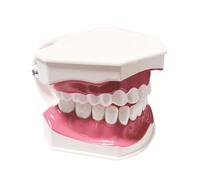 kesurpae Model Denture Teaching For Effective Understanding Of Cavity Structure Teaching Equipment Teeth ABS Denture Oral Models