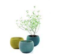 Keter Knit Cozies Plastic Indoor Planters - Set of 3 Keter Multicolor
