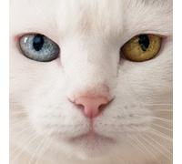 Ketsumeishi - Tsuki To Taiyo (CD+DVD) [Japan CD] AVCD-48720