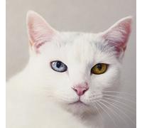 Ketsumeishi - Tsuki To Taiyo [Japan CD] AVCD-48721