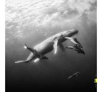 KEVIN HAYS AND LIONE - HOPE - CD - 51 - E4z