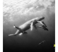 Kevin Hays and Lionel Loueke Hope CD New 2019