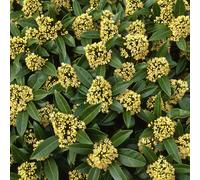 Kew Green Japanese Skimmia Shrub Plant Skimmia x Confusa 2L Pot Plant Theory Green One Size