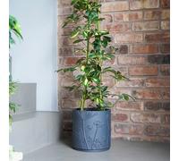 Kew Stoneware Meadow Planter Midnight 24cm Royal Botanic Gardens Kew Grey One Size
