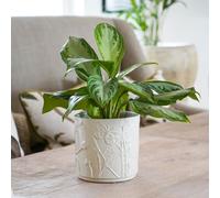 Kew Stoneware Meadow Planter Ivory 18cm Royal Botanic Gardens Kew Ivory One Size