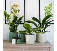 Kew Stoneware Meadow Planter Ivory 24cm Royal Botanic Gardens Kew Ivory One Size