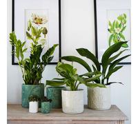 Kew Stoneware Meadow Planter Olive 24cm Royal Botanic Gardens Kew Olive One Size