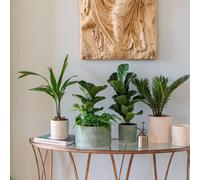 Kew Stoneware Sago Palm Bowl Plant Pot