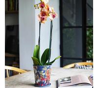Kew Temperate House 14Cm Planter With Saucer 14Cm Royal Botanic Gardens Kew Navy One Size