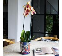 Kew Temperate House 16Cm Planter With Saucer 16Cm Royal Botanic Gardens Kew Navy One Size