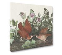 Key west Doves Bird by John James Audubon Canvas Print | Gallery Wrapped 30mm Frame Wall Art | 14x14 inches | Ready to Hang | Retro Animals Picture | Living Room Bedroom Lounge Office