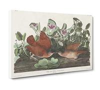 Key West Doves Bird By John James Audubon Canvas Print | Gallery Wrapped 30mm Frame Wall Art | 20x14 inches | Ready to Hang | Retro Animals Picture | Living Room Bedroom Lounge Office
