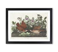 Key West Doves Bird By John James Audubon Vintage Framed Print | A3 Black Framed Wall Art | Ready to Hang | Classic Animal Picture | Living Room Bedroom Lounge Office