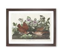 Key West Doves Bird By John James Audubon Vintage Framed Print | A4 Walnut Framed Wall Art | Ready to Hang | Classic Animal Picture | Living Room Bedroom Lounge Office