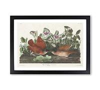 Key-west Doves by John James Audubon Framed Print | A2 Black Framed Wall Art | Ready to Hang | Modern Animal Picture | Living Room Bedroom Lounge Office