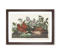 Key-west Doves by John James Audubon Framed Print | A2 Walnut Framed Wall Art | Ready to Hang | Modern Animal Picture | Living Room Bedroom Lounge Office