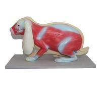 KFGISD, Detachable Biology Model, Student Biology/Science Teaching AidsLab,Biological Models