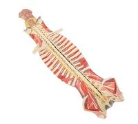 KFGISD, Painted and Numbered Flexible Spine Model,Biological Models