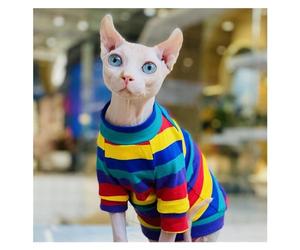 KFGISD, Rainbow color cotton elastic cat bottoming shirt, Suitable for sphynx and other hairless cats ，Cat Clothing(XXL+)