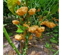 Khang Starr Peach Starrkist Chilli Seeds - 10 Fresh Seeds