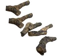 KHBUAB 5pcs Dinosaur Decor Teaching Specimens for Adults and Students Style Ancient Remains Material, for Day or Birthday Science Education