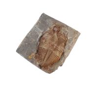 KHBUAB Trilobite Collection Stone Specimen for Boys and Featuring Prehistoric Marine Creature Teaching Aid