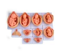 KiBcsLic 10 Pieces Fetal Development Process Model Structural Fetal Development Model Detailed for Classroom