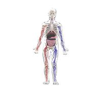 KiBcsLic Human Body Model for Kids Assembly Figure for Kids Ages 8+ Preschool